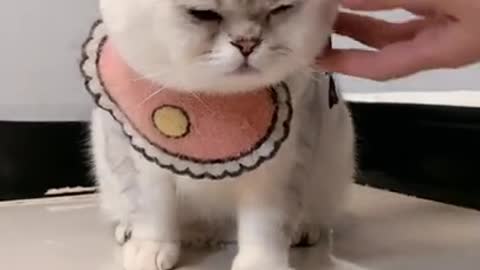 Try Not To Laugh Or Chuckle: Cat Get's Pampered But Has A Attitude