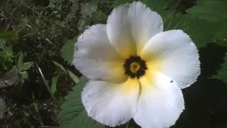 3 Sida flores ainda um pouco molhadas depois da chuva [Nature & Animals]