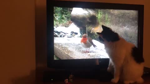 Cat trying to catch a bird on TV