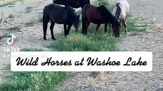 Wild Horses at Washoe Lake