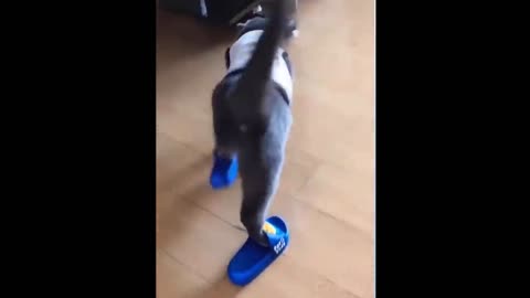 Cat uncomfortable with her slippers