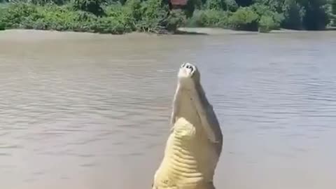 Alligator jumps insanely high