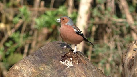 A very beautiful bird. This bird has a very wonderful beauty of its colors