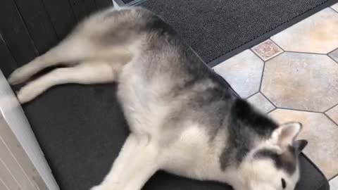 Husky Loves to Run in His Sleep
