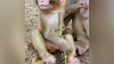 Try don't laugh! Some monkey funny clips