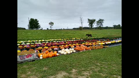 Amish Grocery Hauls - Sept 24, 2022