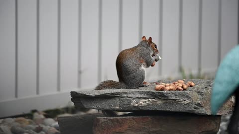 Super cute Squirrel eating Peanuts
