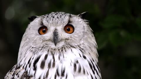 All About Owls for Kids: Backyard Bird Series