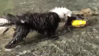 Dog swimming yellow life vest