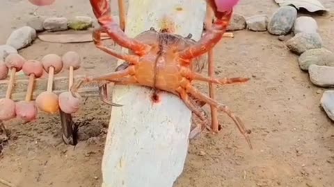 A crab doing bench press