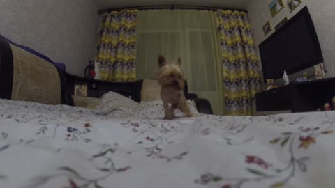 Yorkshire terrier is attacking my camera