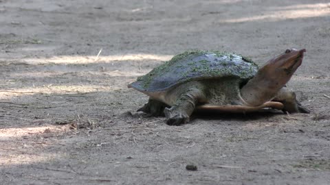 Florida Softshell Turtle going to lay eggs