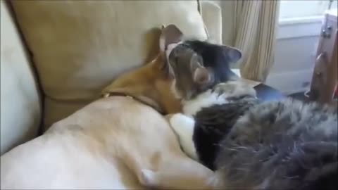 Cats and Dogs Supercute