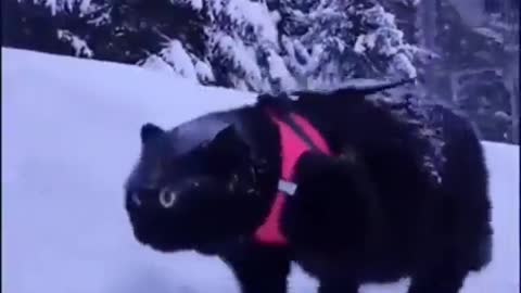 Black cat out in the snow