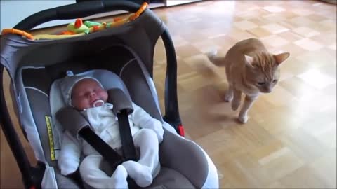 Cats meeting babies for the first time very cute