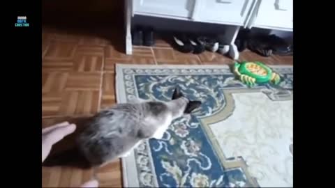 kitten takes fright, try not to laugh.