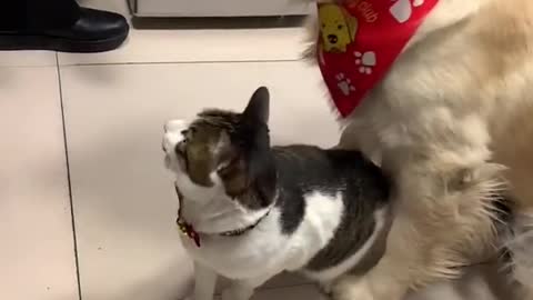 Smart dog and cat eats a candy together