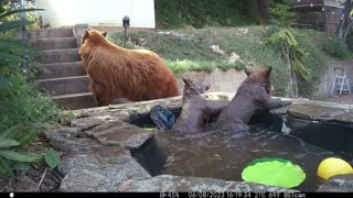 Bear Family Cools Off in Backyard Pond