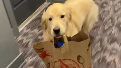 Helpful Golden Retriever makes an adorable delivery boy