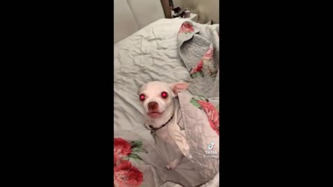 Funny tiktok dog video