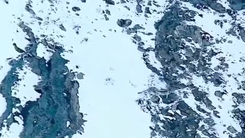 The Incredible snow leopard hunt never seen you before