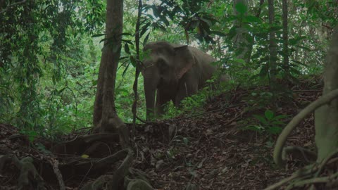 Wild Pygmy Elephant in Borneo, Sabah, Malaysia