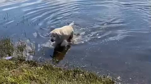 dog bathes in the river