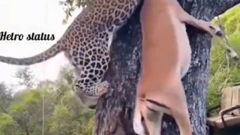 The cheetah unbelievably took the deer up the tree!