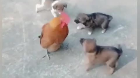 Chicken vs dog fight