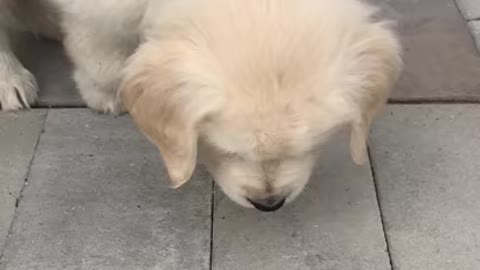 Golden Retriever Puppy Trying To Go Down Stairs!