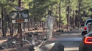 Friendly Mule Deer Buck Approaches Car