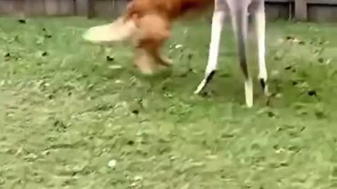 adorable dog vs cankuro - playing together