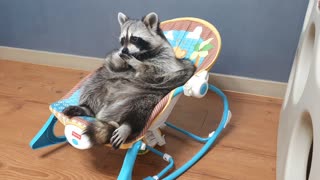 Raccoon sits in the baby bouncer and takes food out of his teeth with his fingernails.