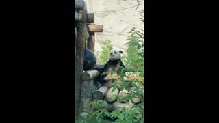 The panda is enjoying breakfast