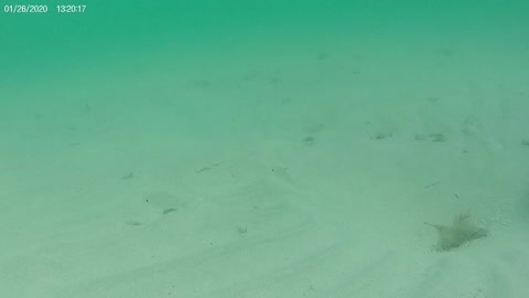 Fish at Mangroves Beach! Florida Keys