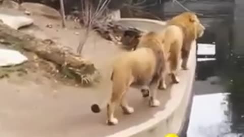 New Two Lions animal Funny Video #Shorts