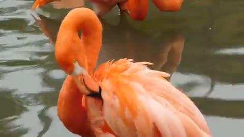 Flamingos! FFlamingos Birds , Pink Flemish Exotic Birdsun Flamingo Facts for Kids