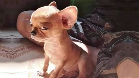 Angry Pets Compilation : Funny Angry Dogs of The Weekk