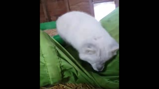 Arctic fox playtime will definitely melt your heart!