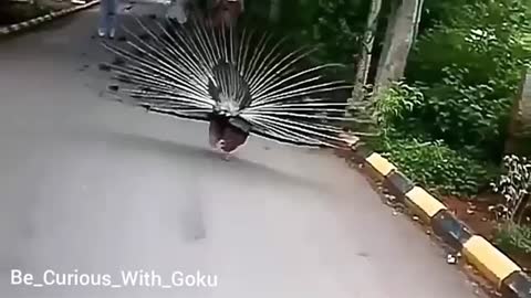 Peacock Dancing in Rain Video