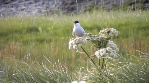 Hear and watch a wonderful video of a very beautiful bird singing to mate
