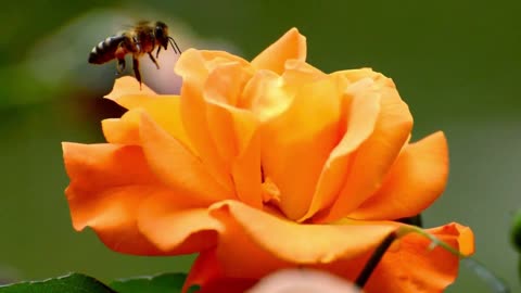 Amazing Flowers in Bloom