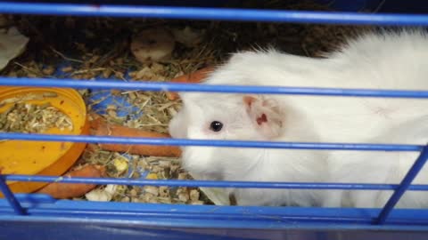 A white rodent gnaws a carrot.