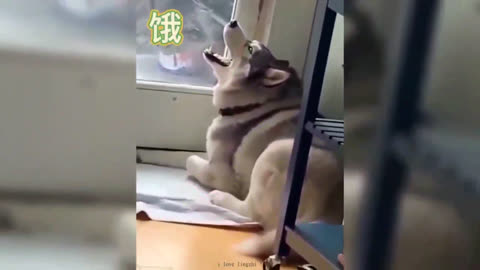 Try Not To Laugh or Grin While Watching Funny Animals Compilation (16)