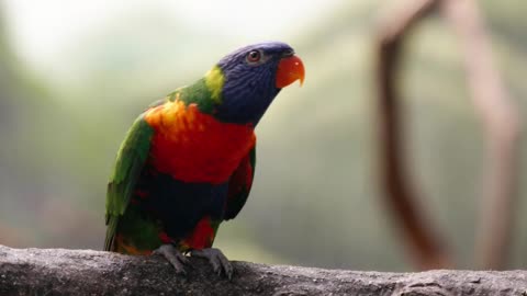 Parot singing