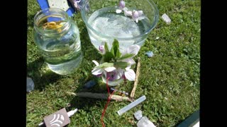 Flower Essence and Showy Lady Slipper Healing Song June 2020