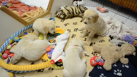 Naissance GOLDEN RETRIEVERNaissance GOLDEN RETRIEVER