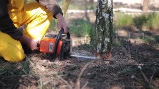 Tree Service Contractors Vienna VA | 703-420-1886