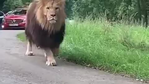 A lion walks between cars on a safari