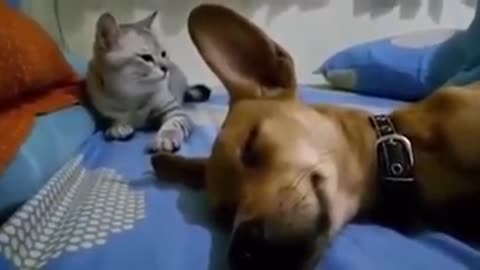 Dog farts while sleeping and makes cat mad....